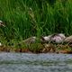 La famille Cygne