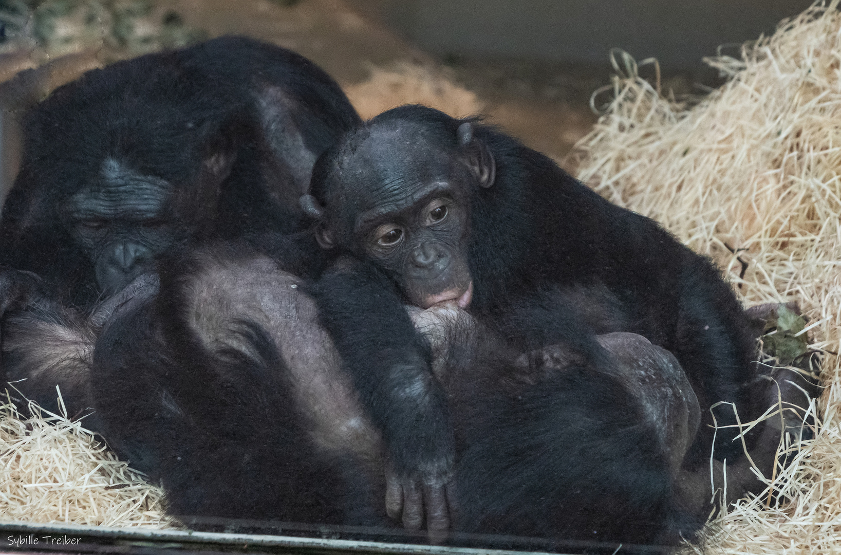 La famille des BOnobos