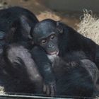 La famille des BOnobos