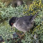 La famille Fauvette Mélanocéphale était dans l'arbre ce matin 