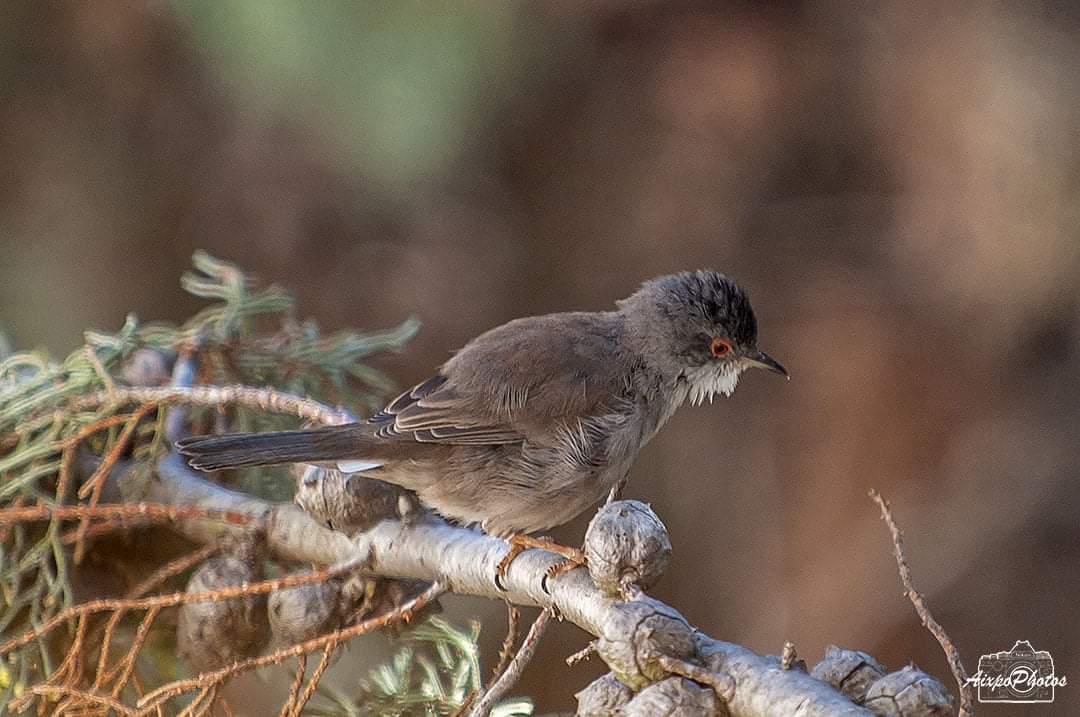 La famille Fauvette Mélanocéphale était dans l'arbre ce matin 