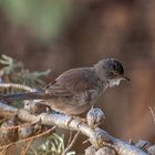 La famille Fauvette Mélanocéphale était dans l'arbre ce matin 