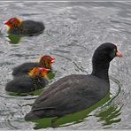 ....La famille foulque....