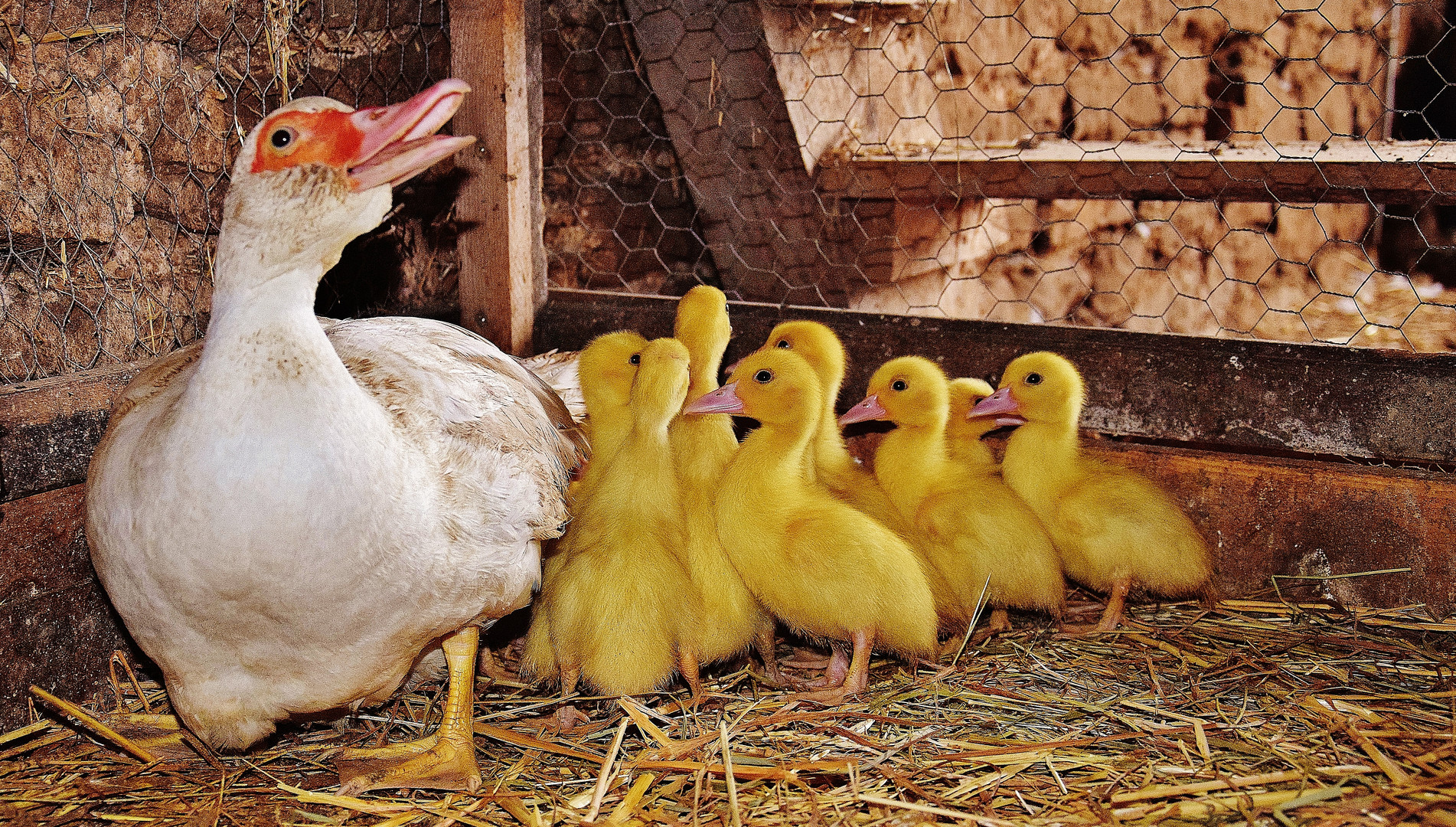 La famille "jaune"