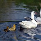 la famille oie sauvage en famille se balade!