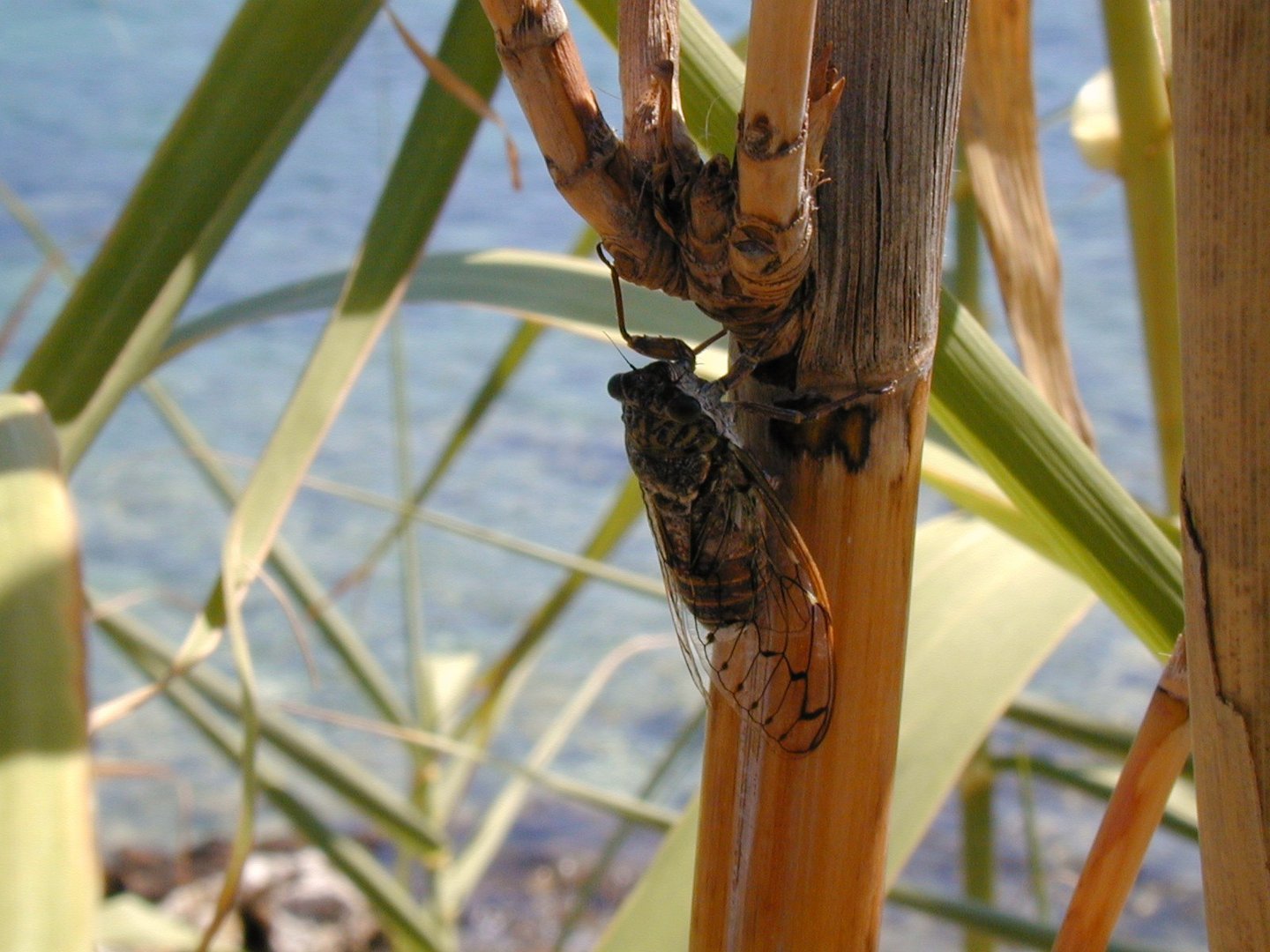 La famosa cicala