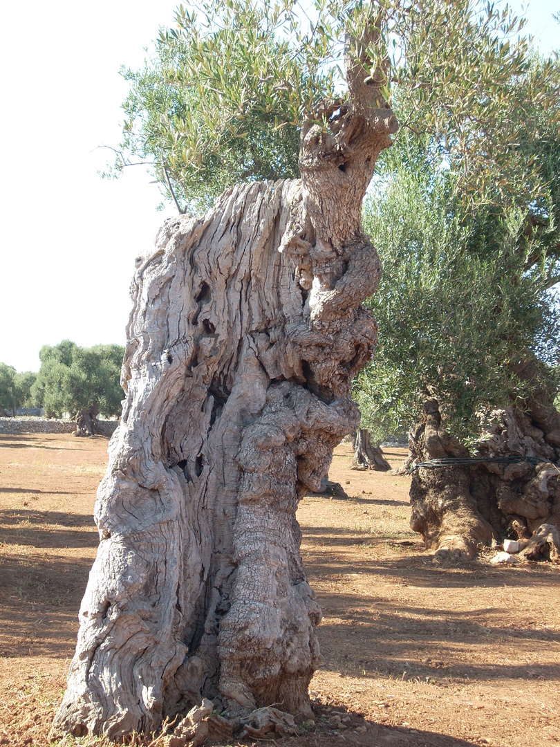 la "fantasia"nella natura