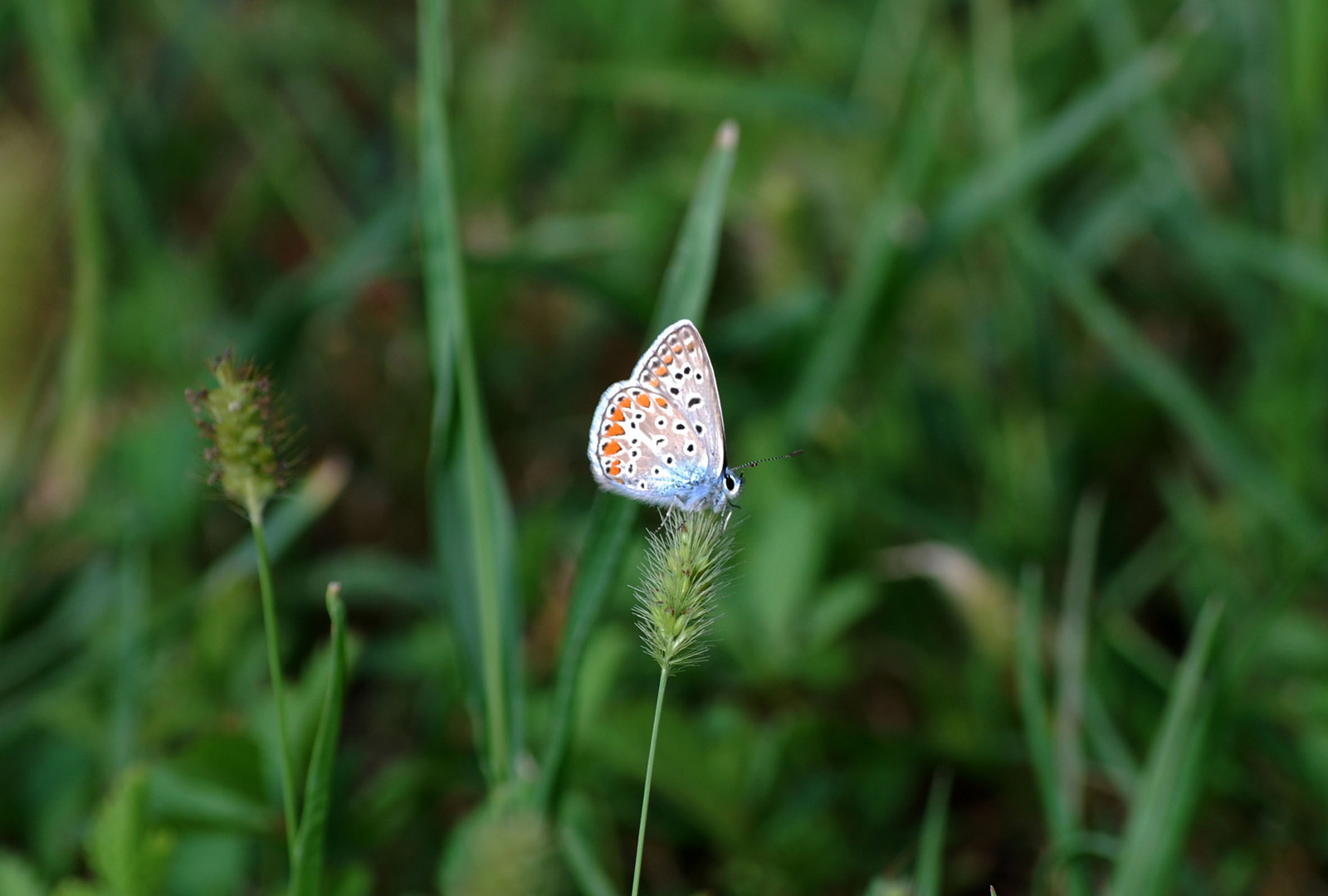 La farfalla con le alli di velluto