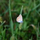 La farfalla con le alli di velluto