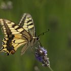 La farfalla