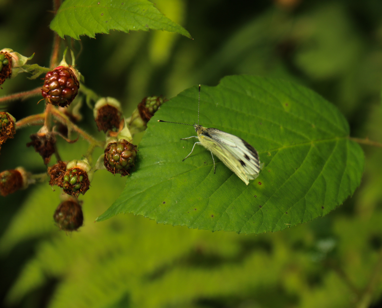 La farfalla delle more