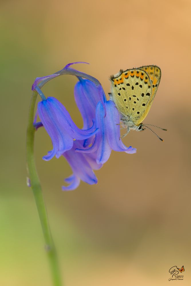 La farfalla e il fiore