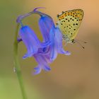 La farfalla e il fiore