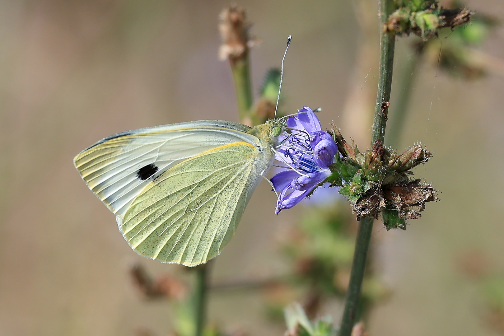 La farfalla e il suo fiore preferito