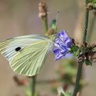 La farfalla e il suo fiore preferito