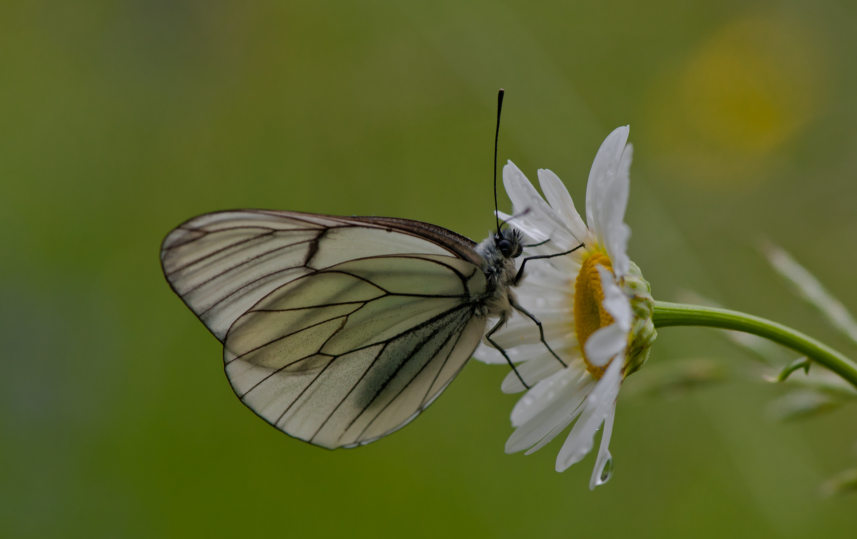 La farfalla e la margherita