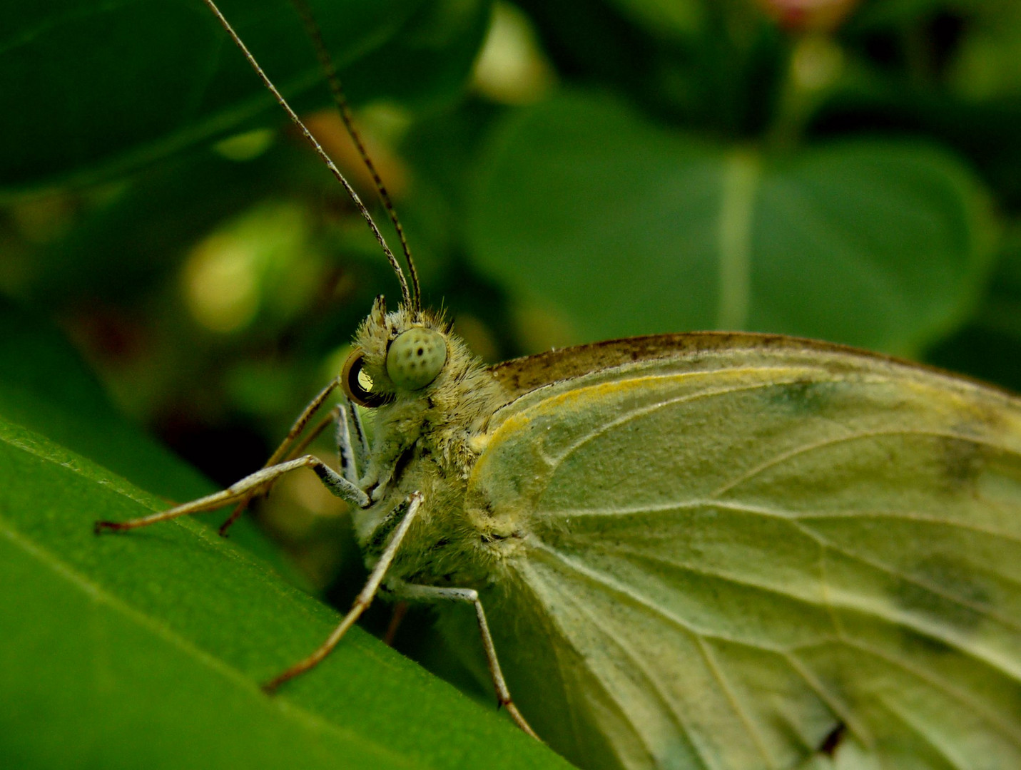 la farfalla nell'orto