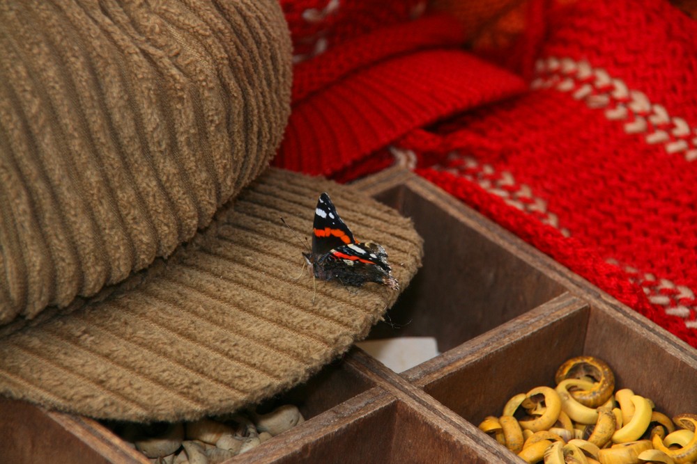 la farfalla sul cappello