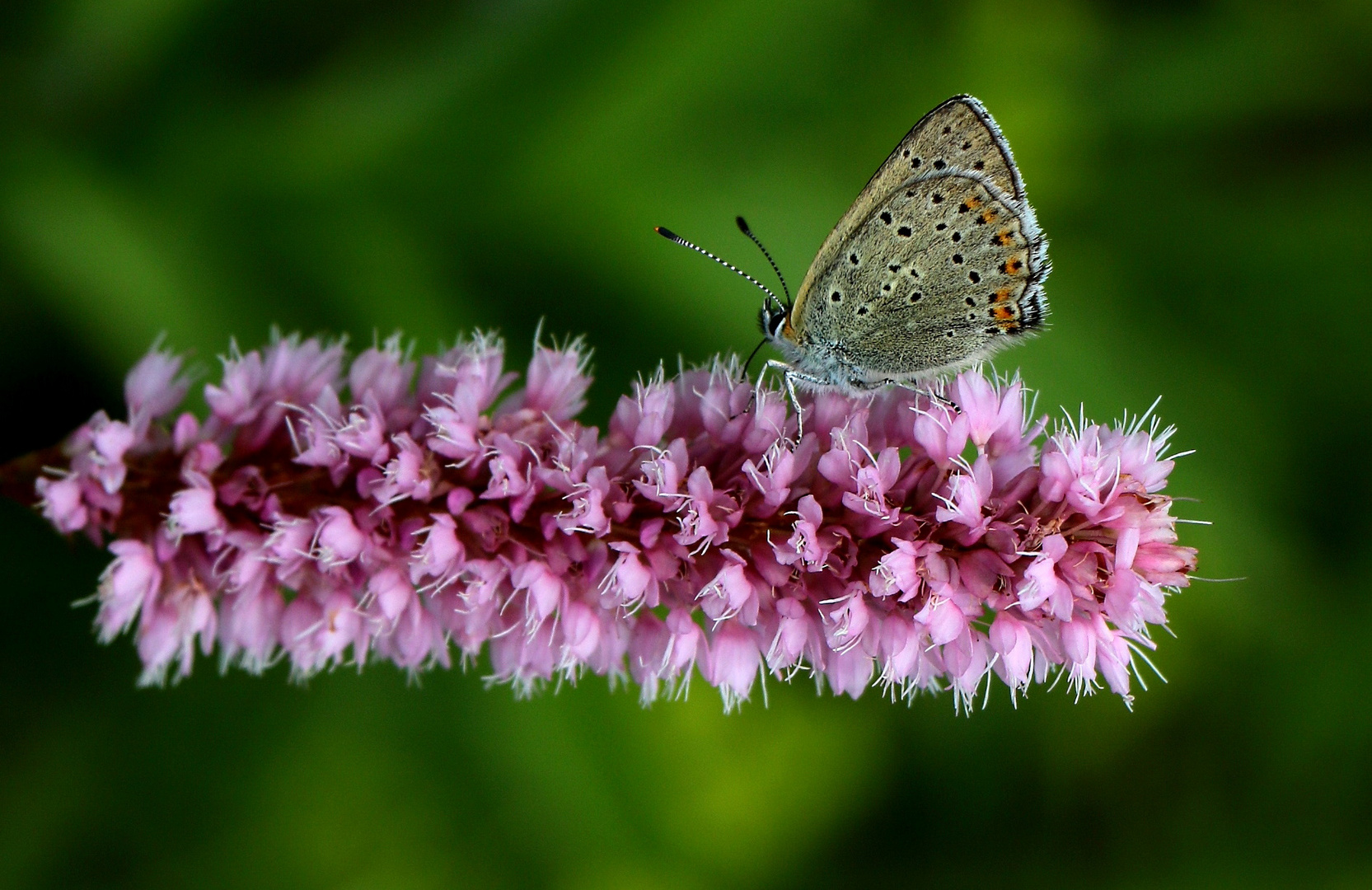 La farfalla sul fiore rosa