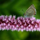 La farfalla sul fiore rosa