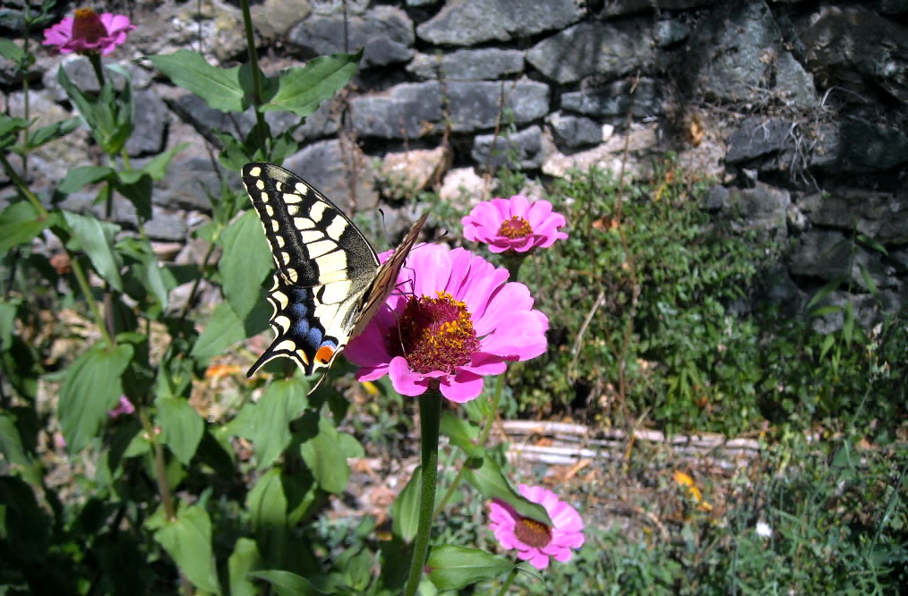 LA FARFALLA SULLA ZINNIA