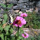 LA FARFALLA SULLA ZINNIA