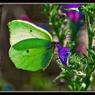 La Farfalla Verde