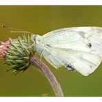 la farfalle e il cardo