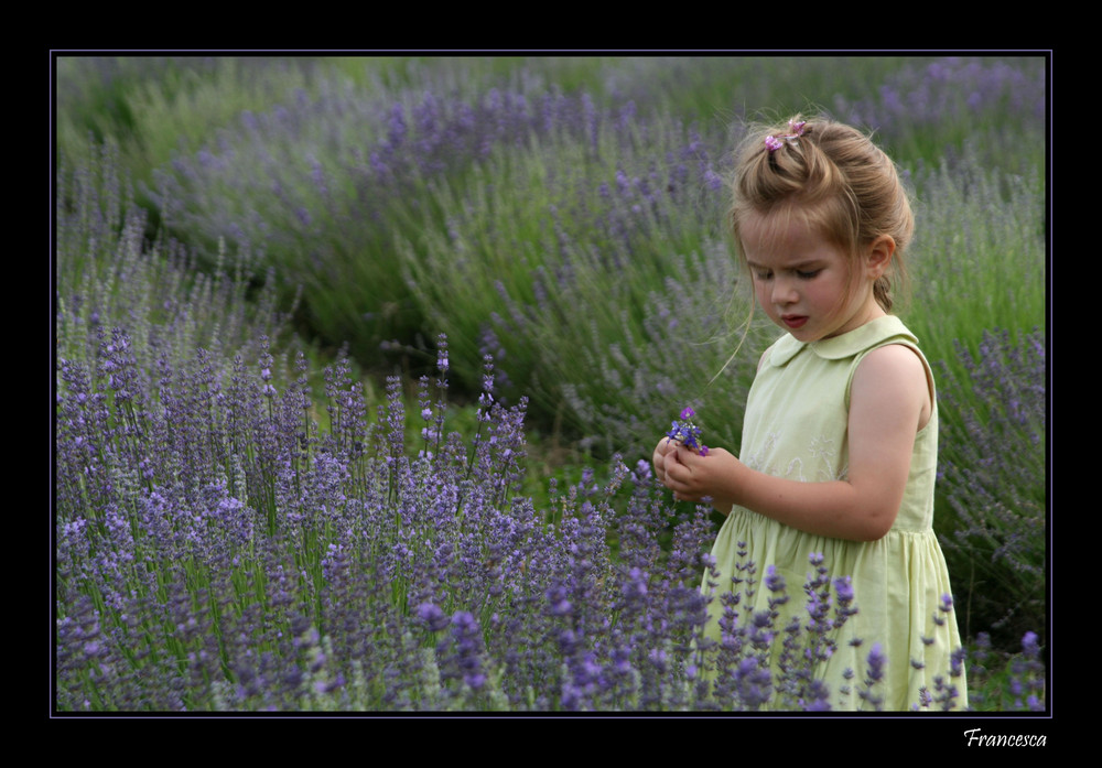 La fatina della lavanda