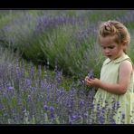 La fatina della lavanda