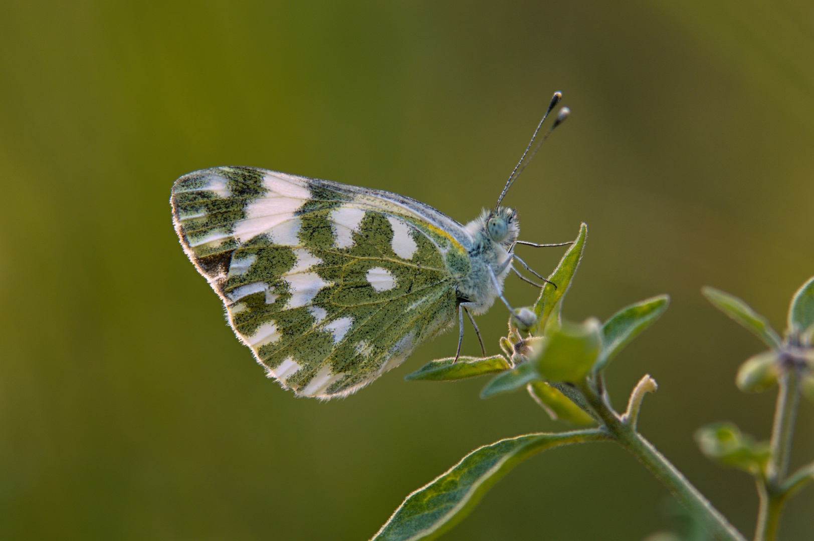 La fatina verde