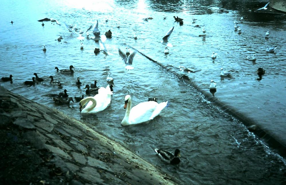 La faune de l'Ammersee