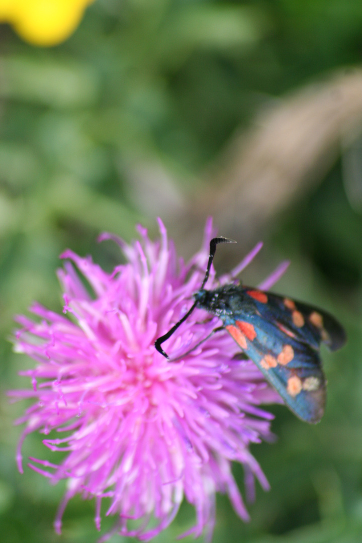 la faune et la flore de haute montagne