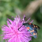 la faune et la flore de haute montagne