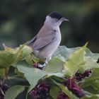 La fauvette à tête noire est de retour