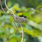 La fauvette au jardin....