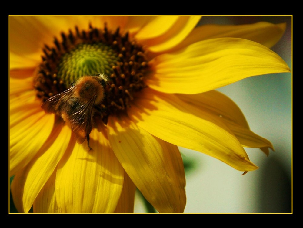 La favola delle api e dei fiori...