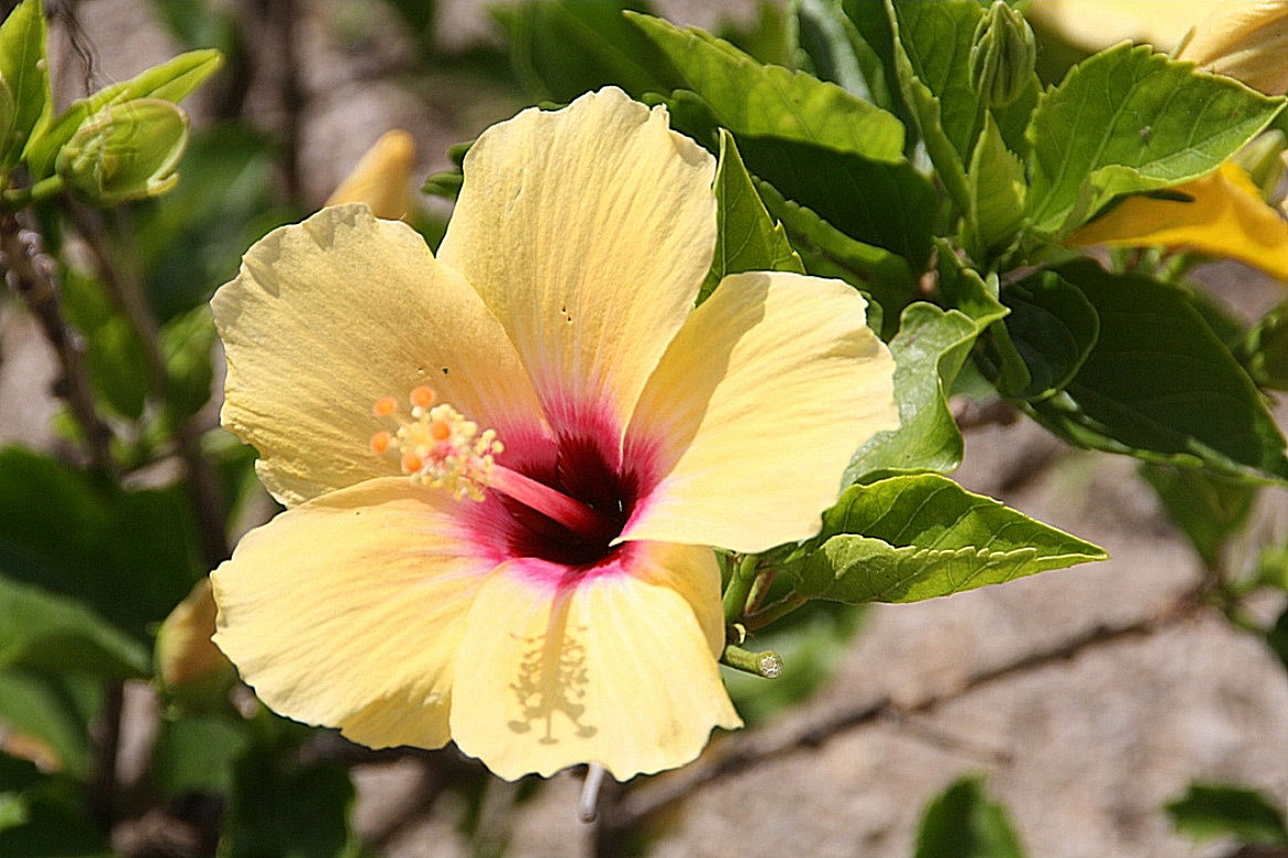 La favorita del jardin