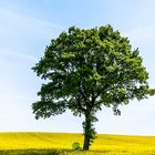 La femme au parapluie (156) ; atteint son arbre préféré dans le champ de colza !