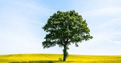 La femme au parapluie (156) ; atteint son arbre préféré dans le champ de colza !