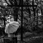 La femme au parapluie s'attarde un instant dans la forêt réconfortante (86)