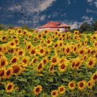 La ferme aux tournesols