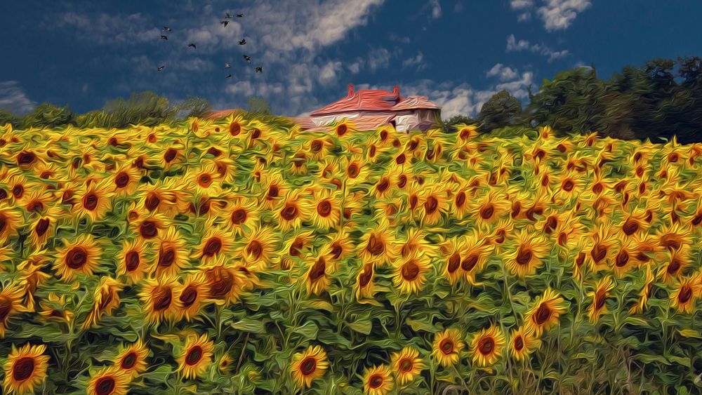 La ferme aux tournesols