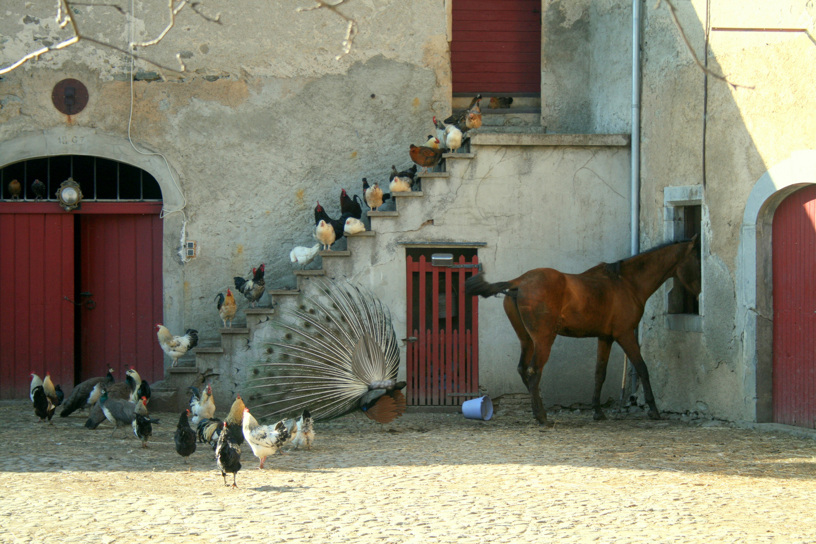 La Ferme - Der Bauernhof