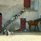 La Ferme - Der Bauernhof