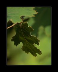 la feuille