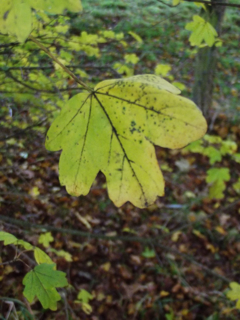 La Feuille