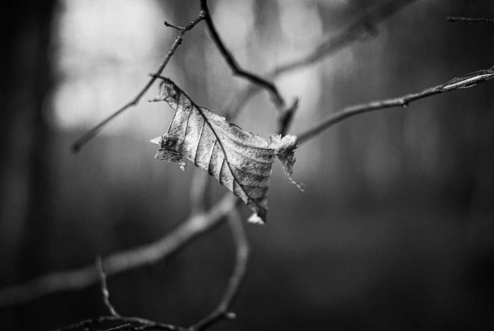 La feuille dans le vent