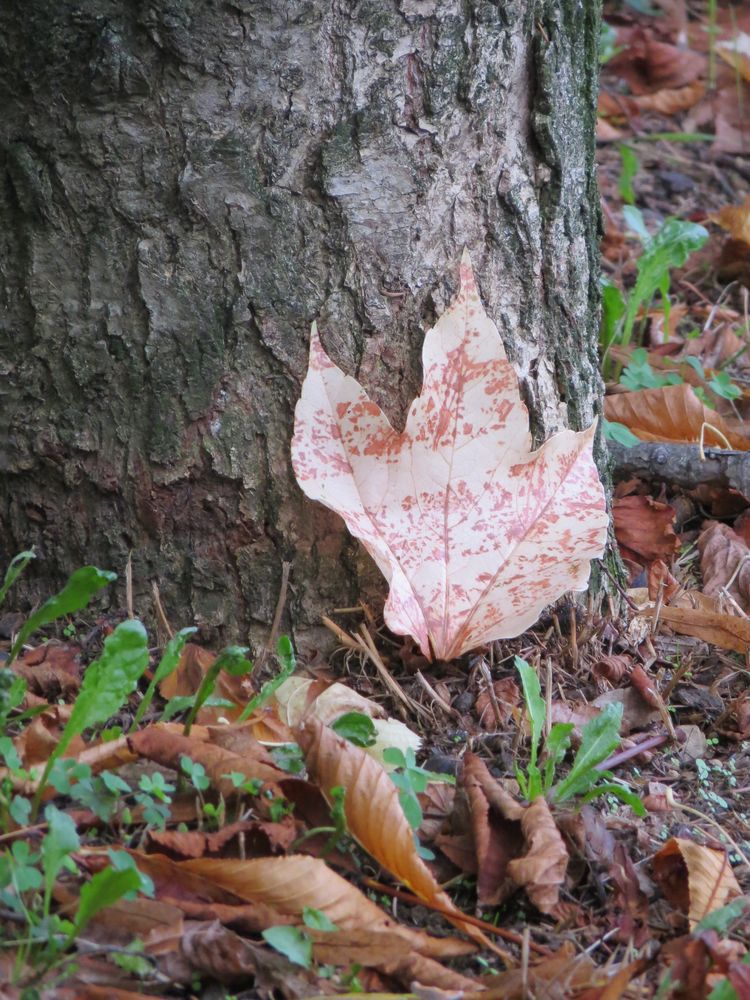 la feuille d'automne...