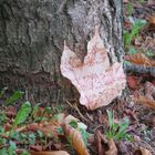 la feuille d'automne...